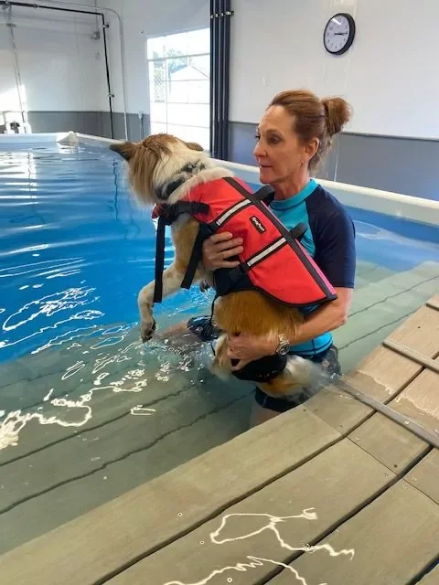 A dog swimming in the heated indoor pool